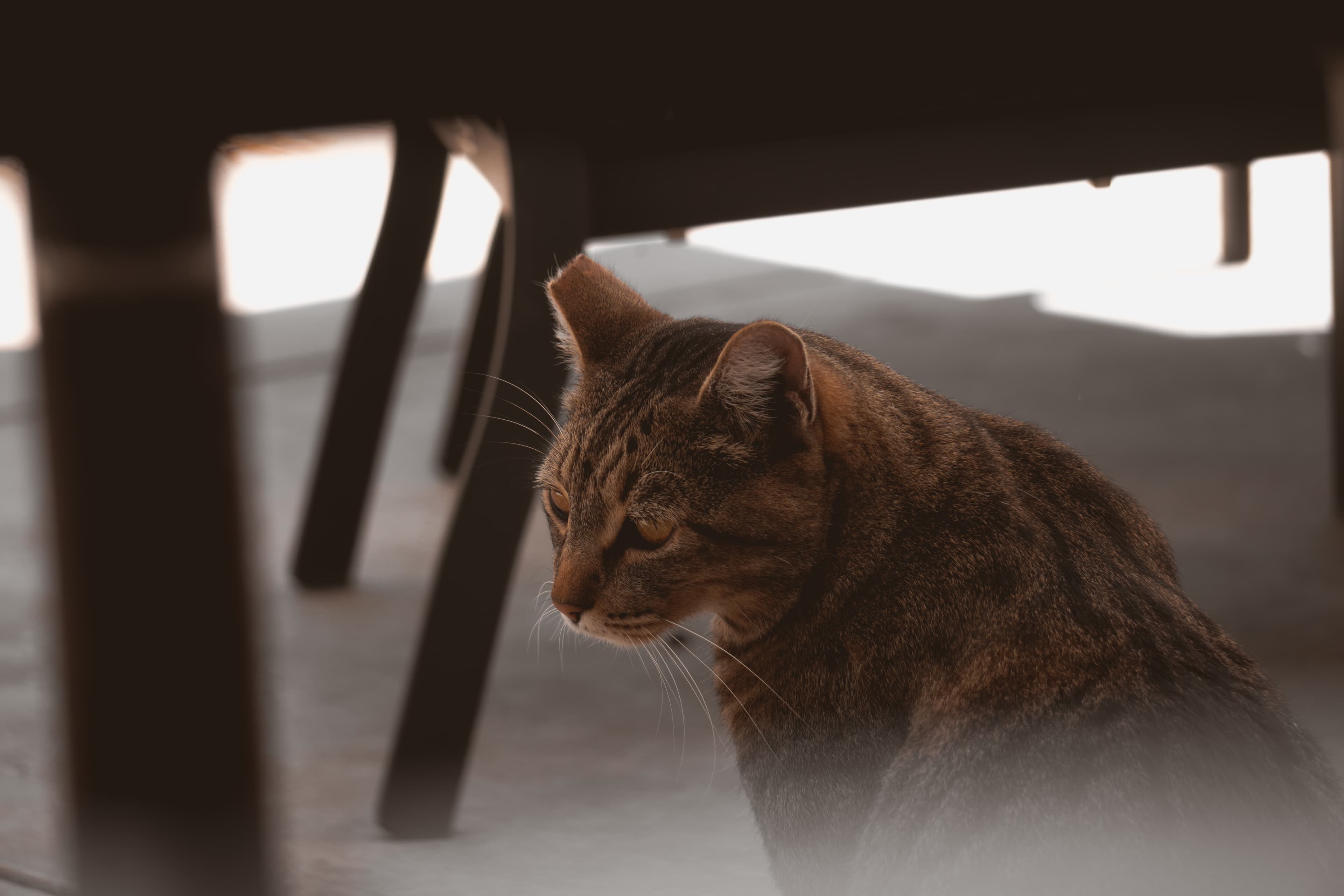 Pets